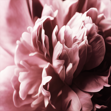 Simply Peony: The Heart of Ceremony In Bloom