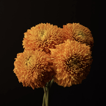 Fresh Bouquet: Bringing the Spirit of Spring Into Your Home