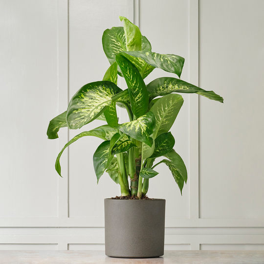 Ceremony Botanik Dieffenbachia Tropic Snow