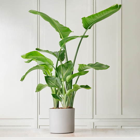 Ceremony Botanik Starliçe