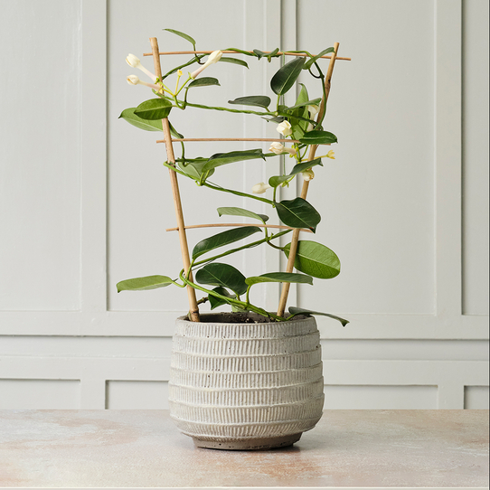 Ceremony Botanik Yasemin