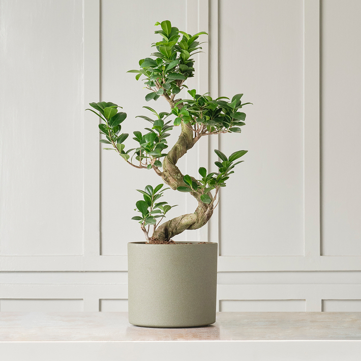 Ceremony Botanik Ficus Benjamina Bonsai